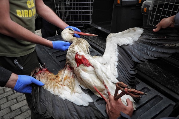 Tierärztliche Versorgung eines im Libanon angeschossenen Weißstorches