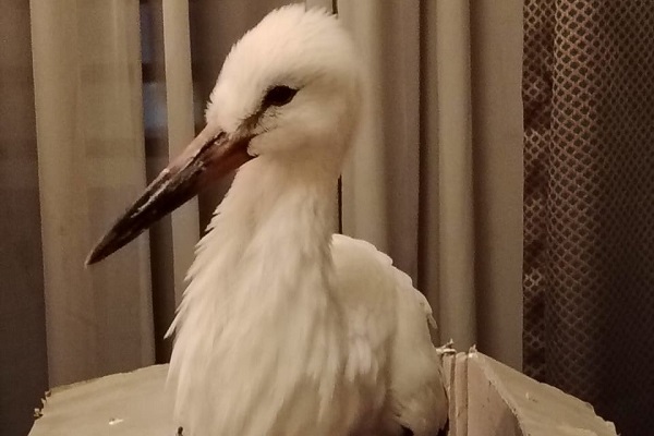 Geschossener Jungstorch im Libanon