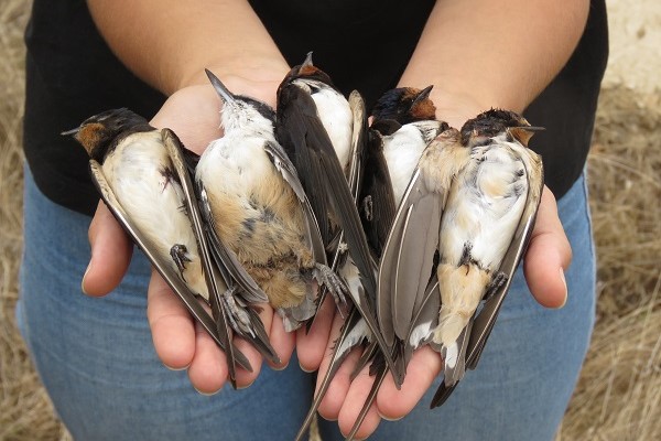 Geschosse Rauchschwalben und ein Felsenkleiber