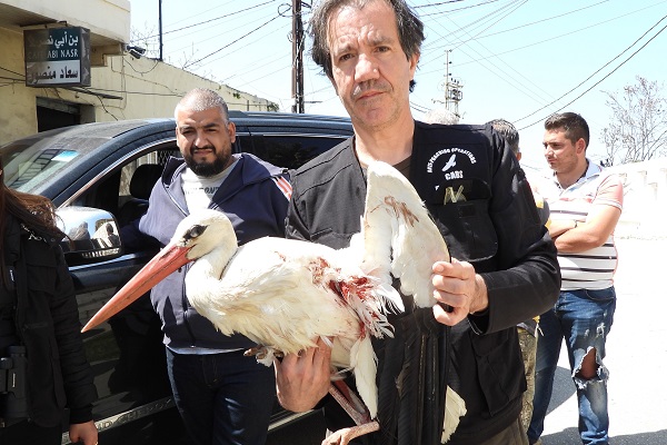 Komitee-Mitarbeiter mit angeschossenem Weißstorch