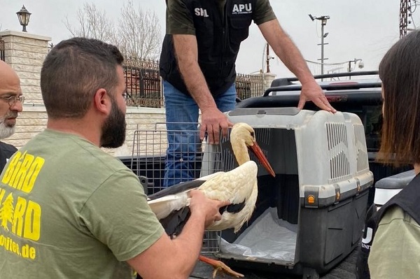 Fahrt in die Freiheit - ein im April 2024 im Libanon abgeschossener Storch auf seinem Weg zur Freilassung in einem Schutzgebiet