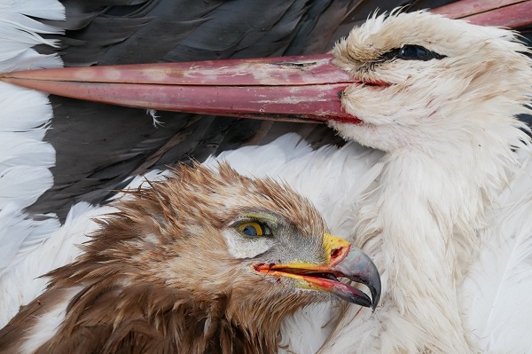 Trauriger Alltag im Libanon - geschossener Weißstorch und Schreiadler