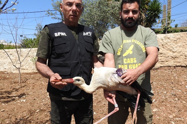Der in Tripoli/Libanion gefundene Storch trug einen tschechischen Ring