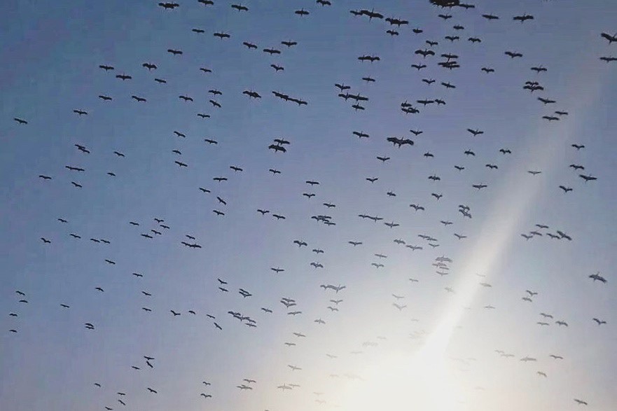 Störche über Eghbe (bei Beirut/Libanon)