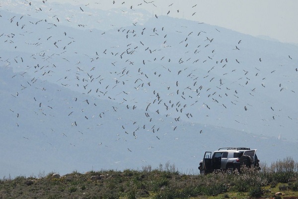Storchenschwarm und Jägerfahrzeug bei Terbol/Libanon