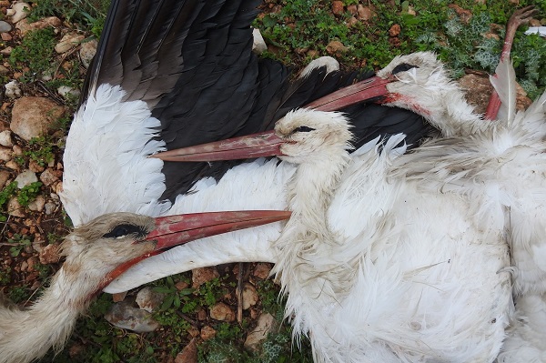 Geschossene Weißstörche im Libanon.