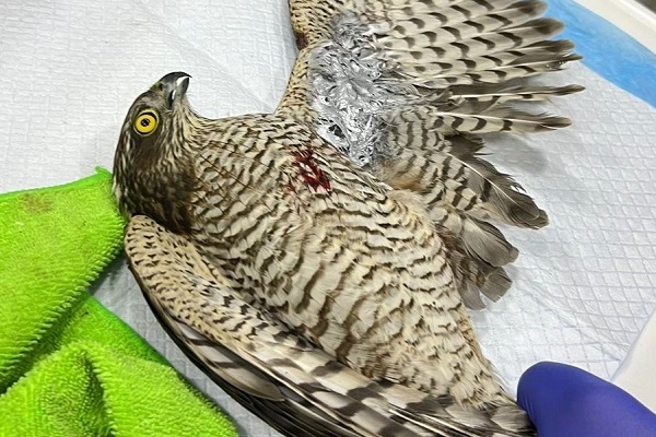 Angeschossener Sperber (Libanon, November 2024)