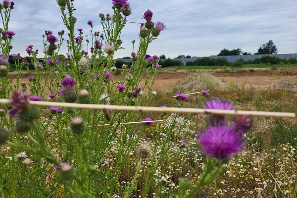 Leimruten auf einer Brache am Lohbruchweg im Süden von Krefeld, Juli 2022