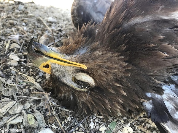 Im Libanon geschossener Schreiadler (Archivbild)