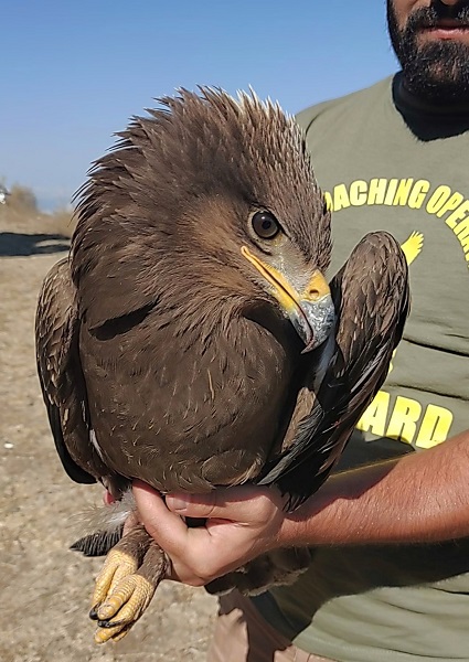 Junger Schreiadler - abgeschossen im Libanon, gefunden von einem Team des Komitees gegen den Vogelmord