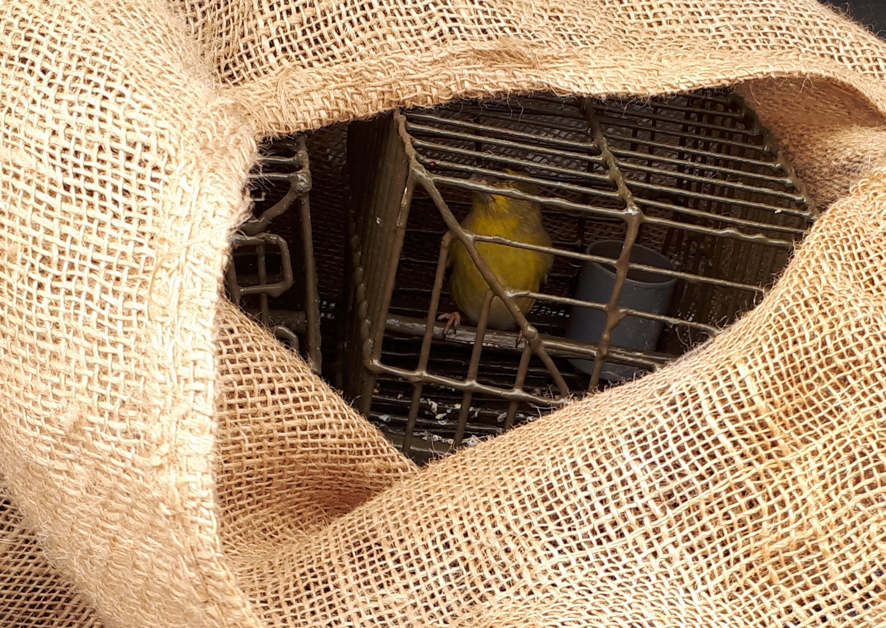 Bei einem Vogelfänger sichergestellte Lockvögel (Finken)