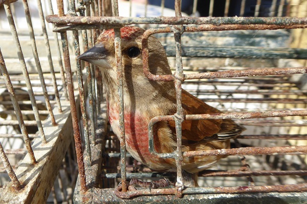 Hänfling - beliebte Jagdbeute maltesischer Wilderer