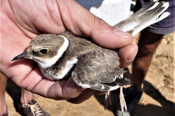 Von der maltesischen Polizei beschlagnahmter Flussregenpfeifer (Archivbild)