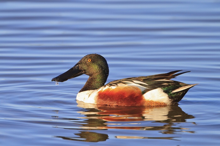 Die Löffelente ist in Europa gefährdet und dennoch jagdbar