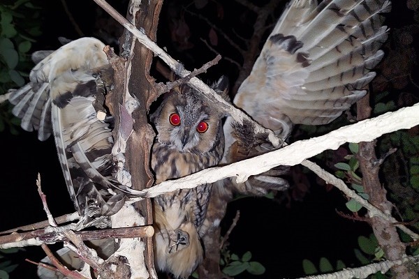 Auf Leimruten gefangene Waldohreule - mit viel Mühe konnte ihr Gefieder gereinigt werden  
