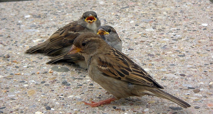 Mamma passero con i suoi due piccoli: il piumaggio è identico, ma si nota sui piccoli il bordo giallo del becco / © Loz - wikicommons