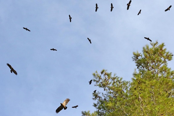 Schreiadler an einem Schlafplatz im Nahen Osten