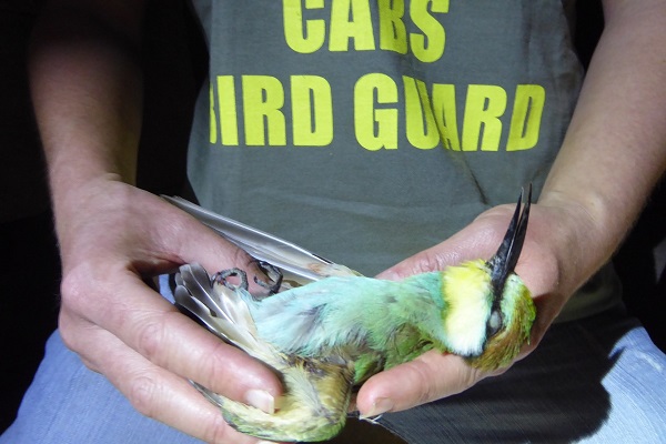 Geschossener Bienenfresser, Malta Herbst 2024 