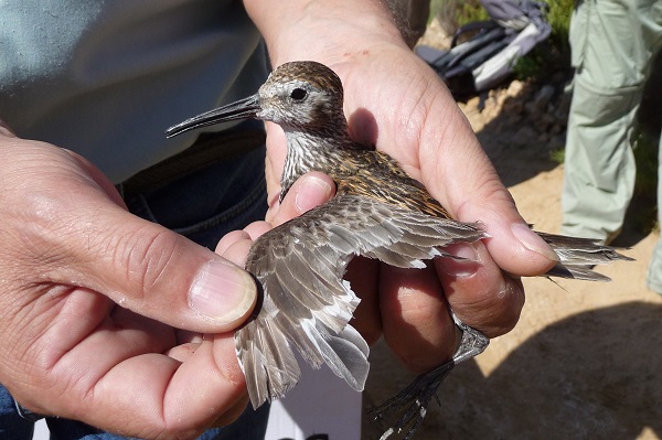 Auf Malta gefangener Alpenstrandläufer
