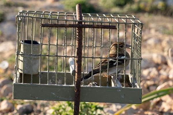 Buchfink als Lockvogel an einem maltesischen Fangetz - überall in der EU verboten und dennoch auf Malta erlaubt!