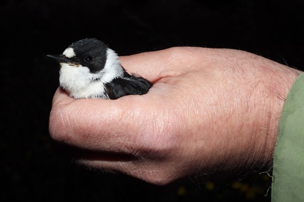 Der im Netz verfangene Halsbandschnäpper konnte ohne Probleme von einem Team des Komitees wieder freigelassen werden.