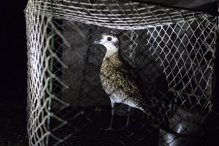 Als Lockvogel auf Malta gehaltener Goldregenpfeifer, Archivbild