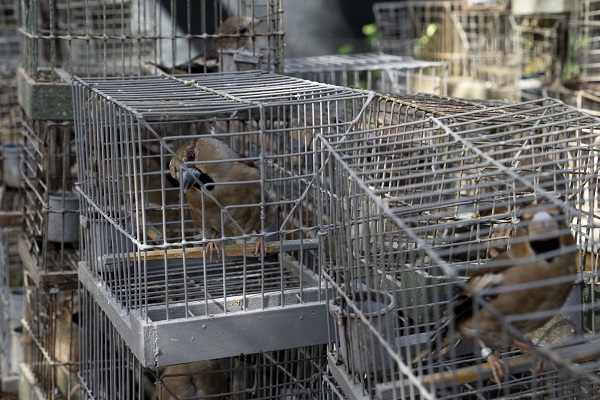 Als Lockvögel sichergestellte Kernbeißer auf Malta. 