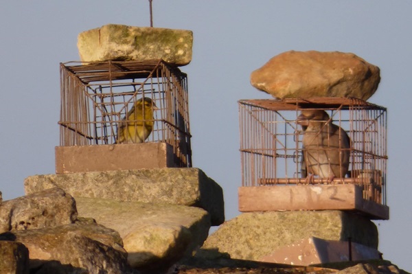 Bei Vogelfängern auf Malta sichergestellte Lockvögel (Kernbeißer)