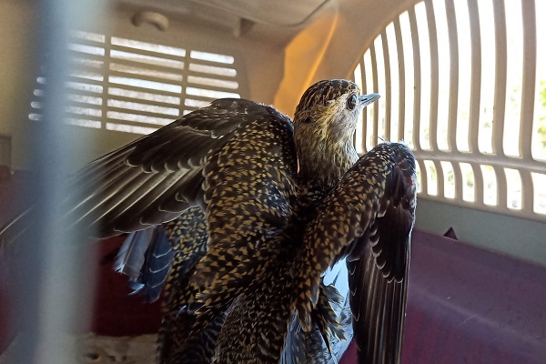 Illegal gefangener Goldregenpfeifer auf Malta