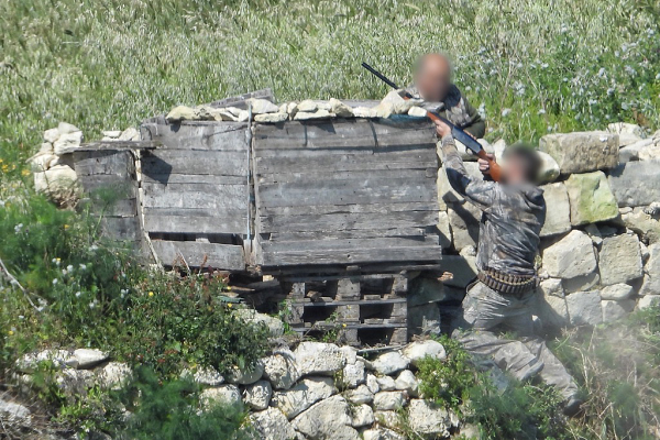 Angebliche Wachteljäger auf Malta: Wachteln fliegen flach über den Boden und werden bei einer Bewegungsjagd mit Hunden aufgestöbert. Diese Männer jagen an einem Turteltauben-Jagdunterstand und zielen in den Himmel.