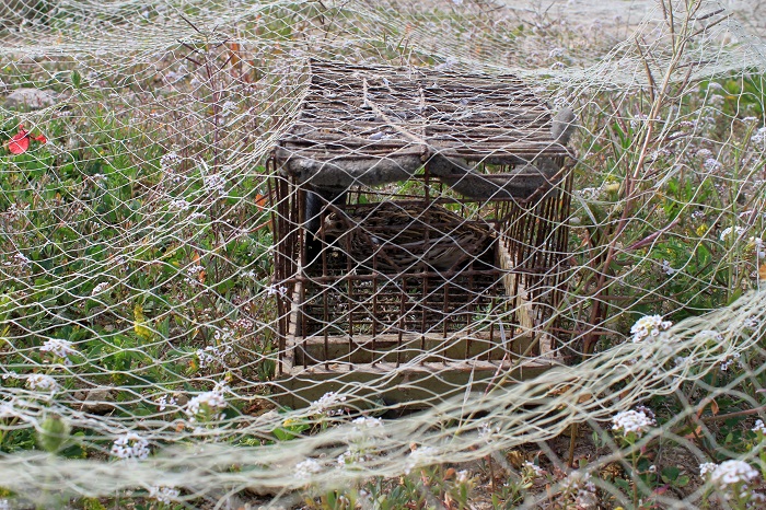 Illegales Bodennetz für Wachteln mit Lockvogel
