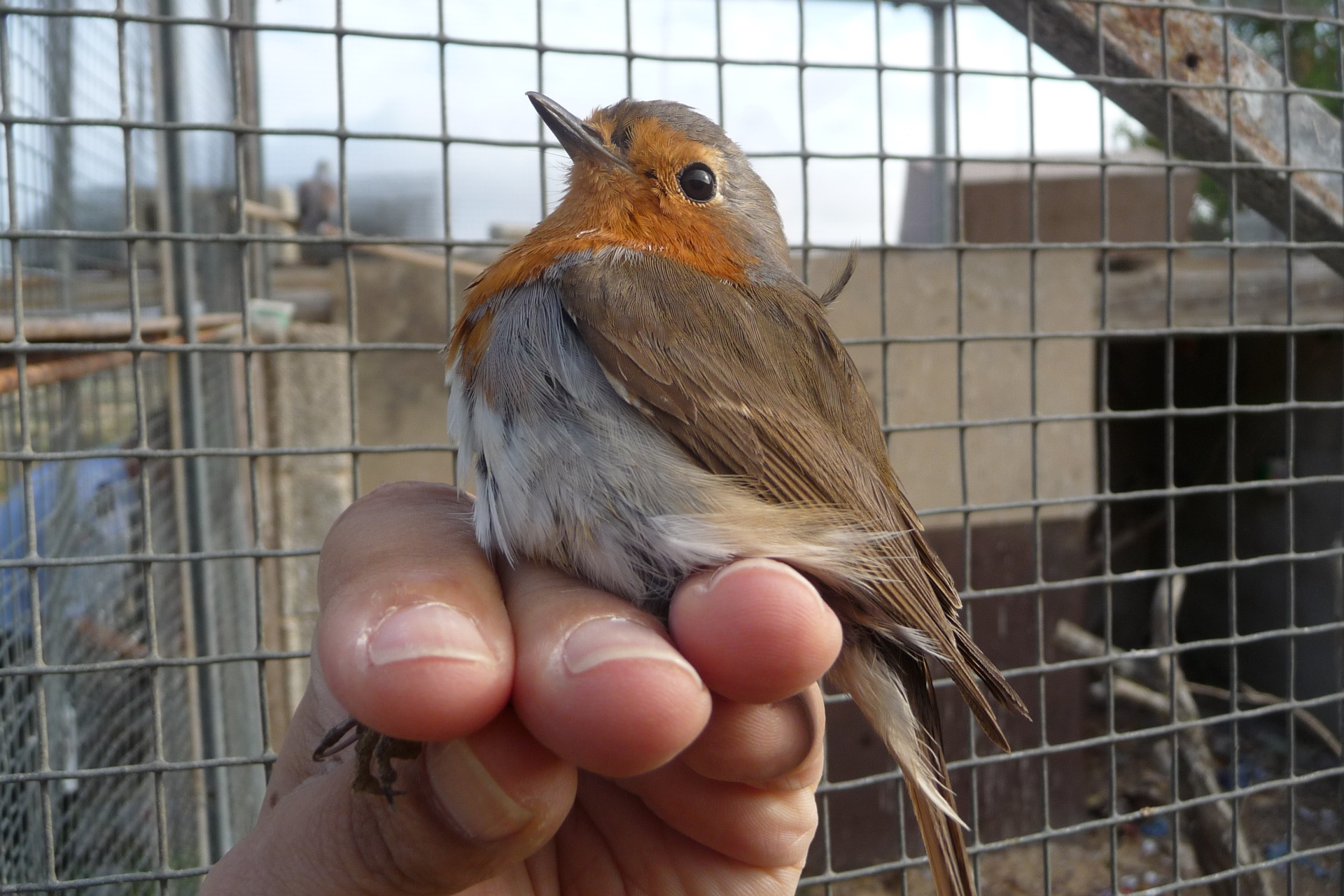 Bei einem Vogelfänger auf Malta sichergestelltes Rotkehlchen (Archivbild)