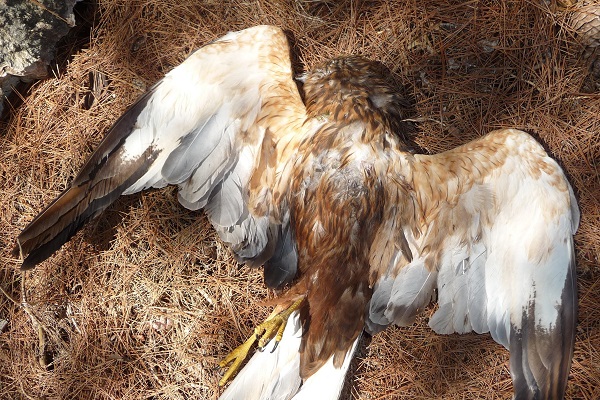 Auf Malta geschossene Rohrweihe (Archivfoto)