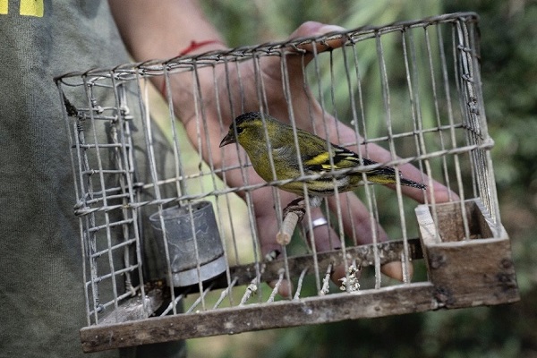 Erlenzeisig, beschlagnahmt bei einem Vogelfänger auf Malta