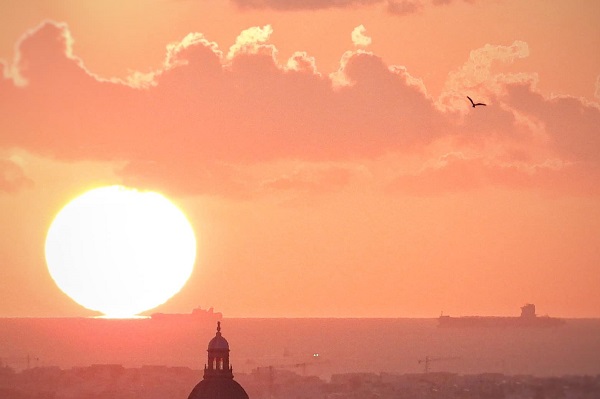 Abendliche Ankunft einer Rohrweihe auf Malta