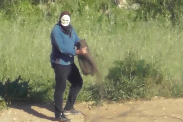 Maskierter Vogelfänger beim Abbau seines Fangnetzes.