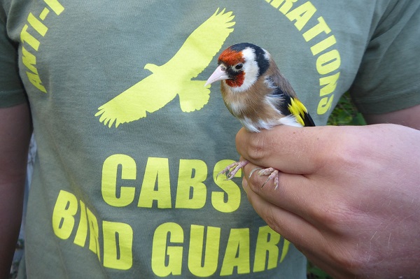 Stieglitze gehören zu den am häufigsten gefangenen Wildvögeln auf Malta und Gozo.