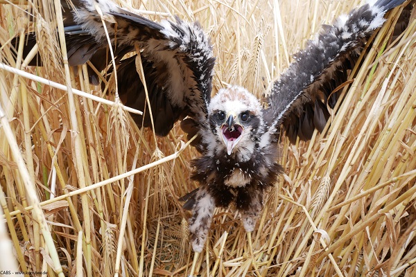 Diese kleine Rohrweihe braucht noch ca. 1,5 Wochen bis sie ihr Nest in unserer Nestschutzzone das erste Mal verlässt. 