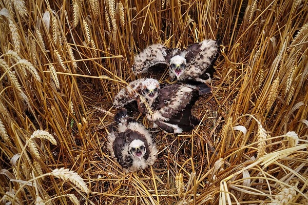 Rettung in letzter Sekunde: Ein Landwirt konnte seinen Mähdrescher kurz vor dem Weihengelege mit 3 Jungvögeln zum Stehen bringen