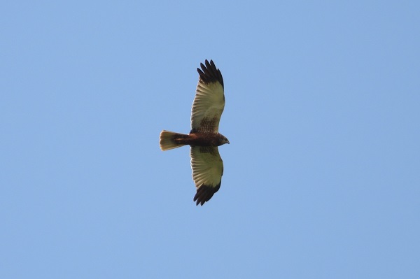 Adultes Rohrweihen-Männchen.
