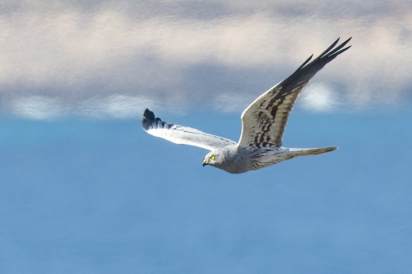 Wiesenweihen-Männchen auf Malta