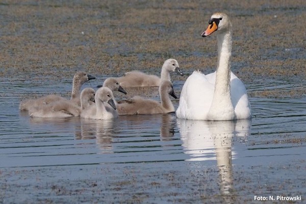 Höckerschwan-Familienverband 