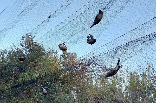 Netze fangen unselektiv alle Vögel, die in sie hereinfliegen. 