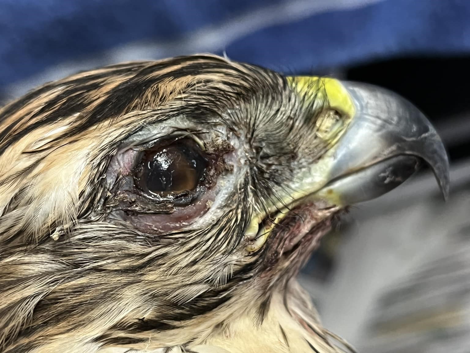 Der in Neustadt/Wied von einem Hühnerhalter verletzte Habicht musste leider eingeschläfert werden