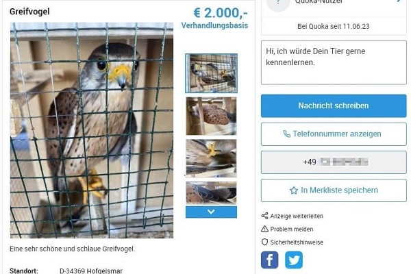 Der Turmfalke wurde von den Behörden beschlagnahmt und ist mittlerweile wieder ausgewildert worden. 