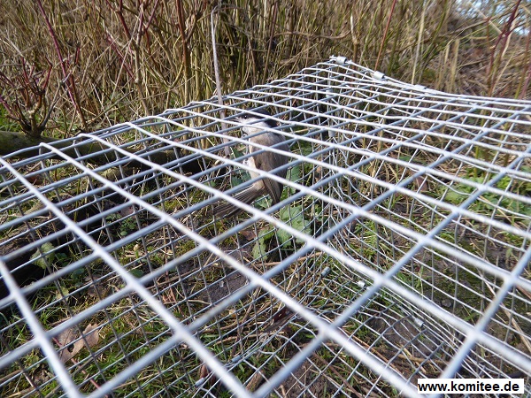 In einer der Fallen gefangenen Sumpfmeise. Der Vogel konnte befreit werden. 