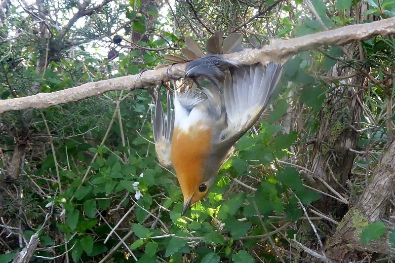 Auf einer Leimrute gefanges Rotkehlchen auf Zypern. 