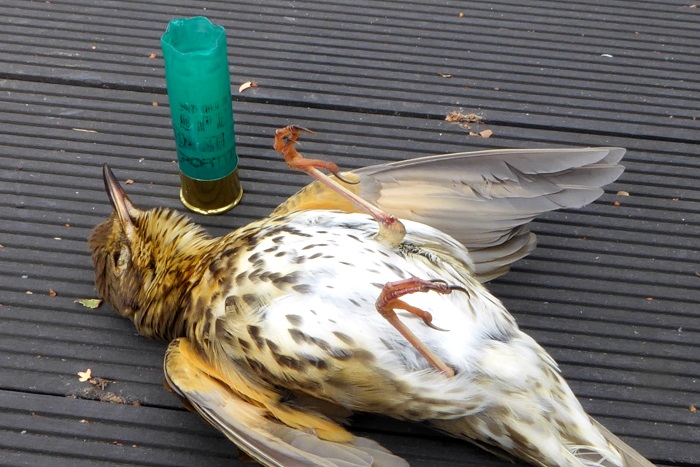 In Frankreich werden in jedem Jahr mehr als 1,4 Millionen Singdrosseln geschossen