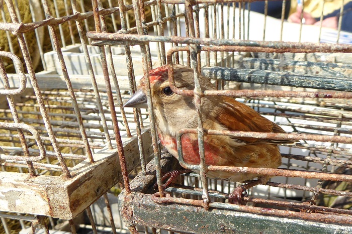 Auf Malta bei einem Vogelföngr sichergestellter Hänfling 