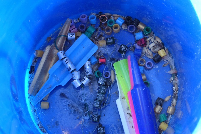 Bei einem Vogelfänger in Düren (NRW) gefundene Ringe